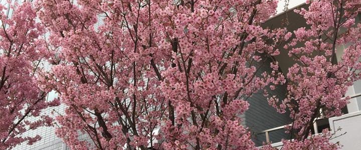 17553676_609501709246093_6583002078528807477_n